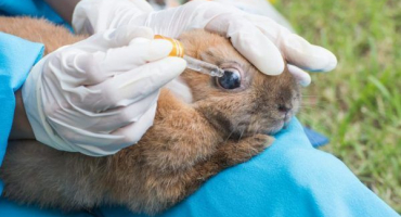 Jak léčit opuchlé oči králíků